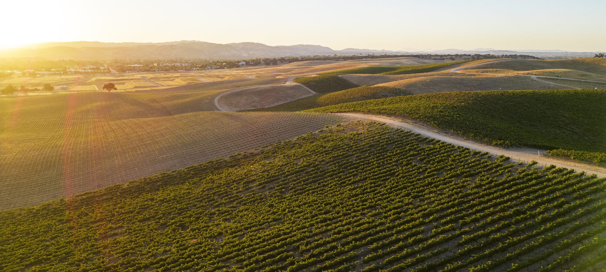 Paso Robles wine country vineyards at golden hour.