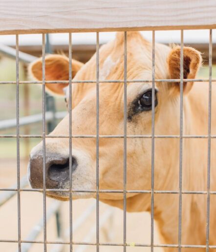 A light brown cow stands behind a metal fence, looking through the bars with one visible eye.